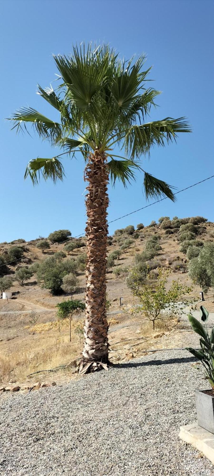 Casa Ceratonia
